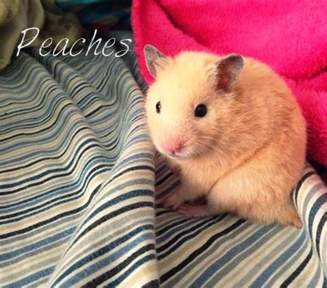 Peaches The Hamster Cute Animals Hamster Furry Friend