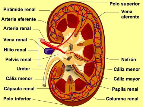 November 1694 in rom) war ein italienischer anatom, der als begründer der pflanzenanatomie und vergleichenden physiologie gilt. Sistema urinario: qué es, sus partes y funciones - Toda ...