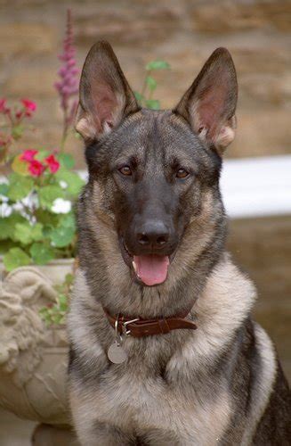 German Shepherd Dog History And Characteristics Dog