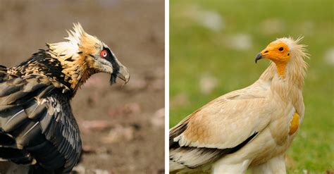 Vulture Conservation Works Status Of Bearded Vulture And Egyptian Vulture In Europe Improves