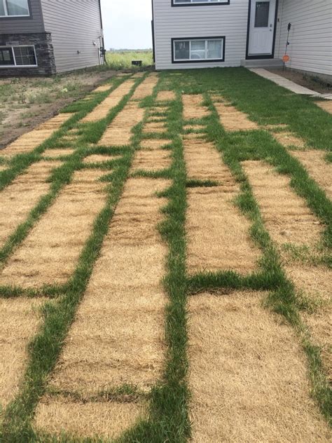 Sod university agrees with this statement as water is needed to keep your grass from drying out. How Much Water Does My Lawn Need A Week | TcWorks.Org