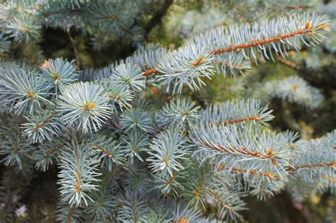 Premium Photo Blue Spruce Needles On A Branches