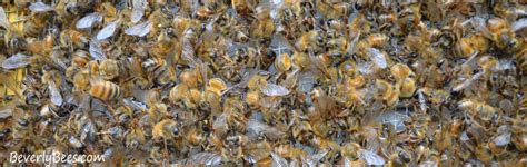 7 Steps To Take After A Honey Bee Pesticide Kill Honey Bee How To