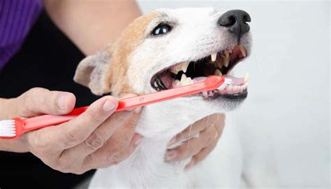 This occurs around 9 to 13 months old, on average. How Many Teeth Do Dogs Have & How to Care for Them ...