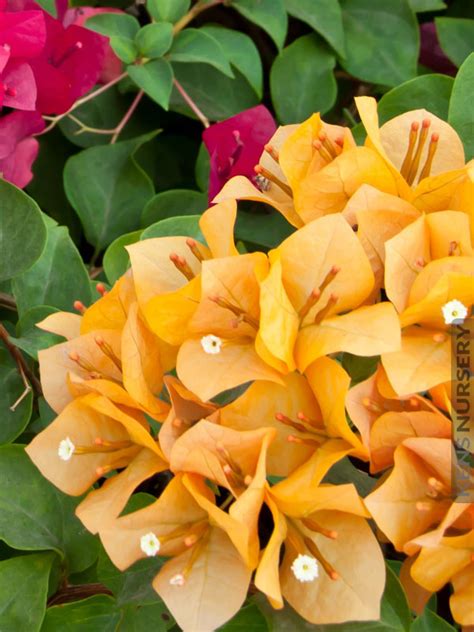 Explore our collection of california native plants we offer a range of plants that are native to the east bay at our nursery in tilden park. 4 California Gold Rush Bougainvillea Plants - Kens-Nursery