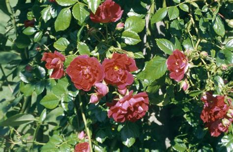 Rosa Crimson Shower Ra Rose Crimson Showerrhs Gardening