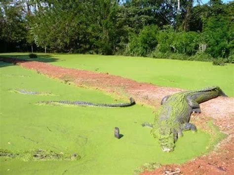 Apakah buaya dapat hidup tanpa air? Apakah Taman Buaya Buka / TANAMAN LIDAH BUAYA | GazzGazz ...