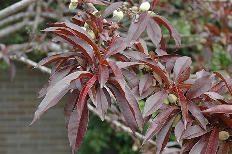 Bonfire Dwarf Ornamental Peach Prunus Persica Bonfire In Louisville