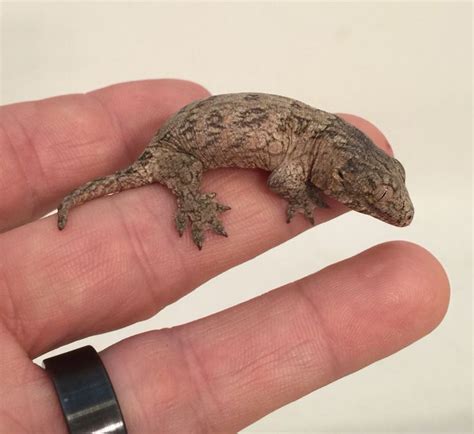 It's the largest living member of the gecko family. Meet the Largest Gecko in the World (baby size)! This baby ...