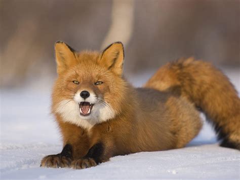 Red Fox The Life Of Animals