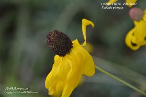 Us Wildflower Pinnate Prairie Coneflower Yellow Coneflower Grayhead