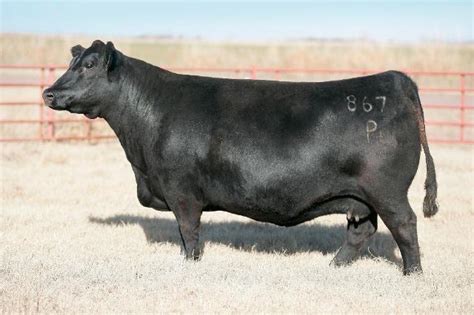 Duff Cattle Company Online Genetic Sale Closes Tonight The Pulse