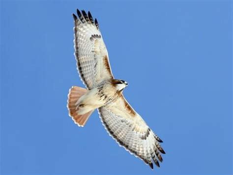 Hawks Birds Flying