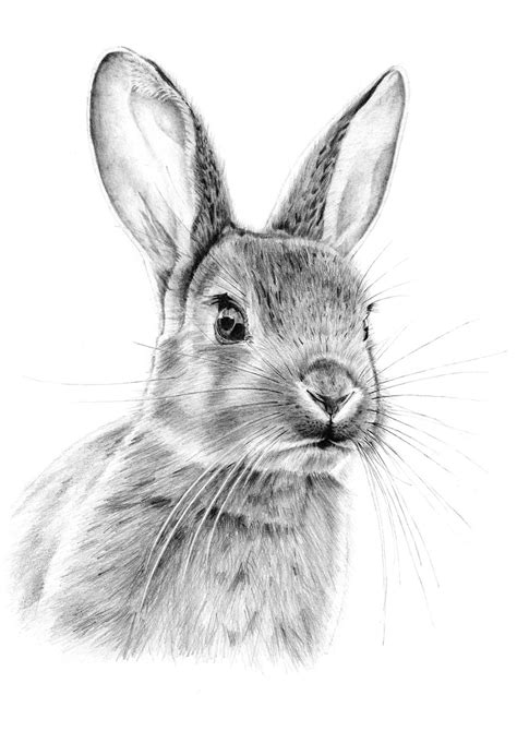 Realistic Rabbit Drawing At Explore Collection Of