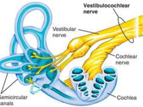 Vestibulocochlear Nerve Model