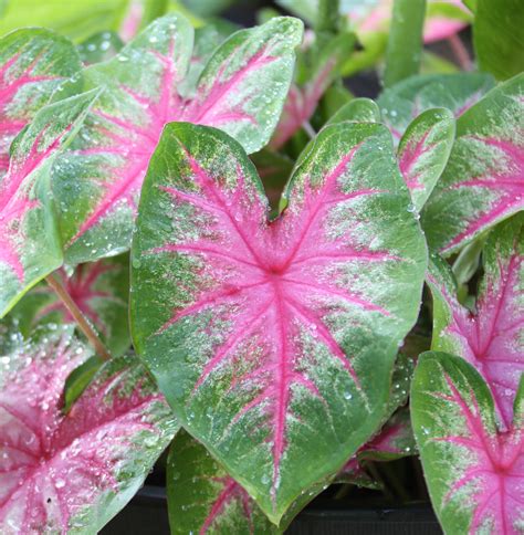It's best to water sparingly, a good you can grow caladiums in other areas of the house too. 6 Tips for Growing Caladiums in Zones 5-7 - Longfield Gardens