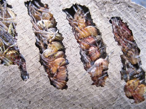 Mud Dauber Nest Found This Nest Full Of Paralyzed Spiders Flickr