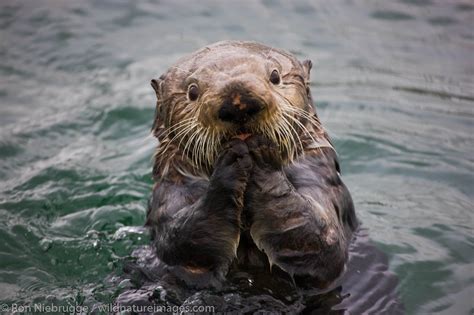 Sea Otter Chugach National Forest Alaska Photos By Ron Niebrugge