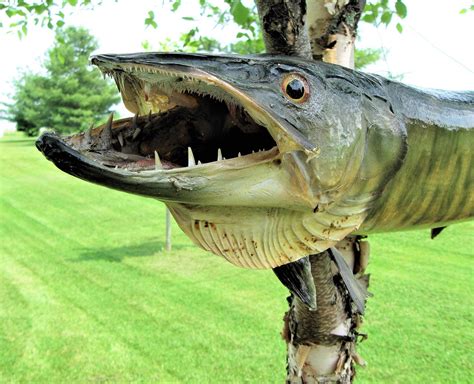 Fwt outdoors began when a friendship, stemmed from the love of muskies, transformed into a family of guys who enjoying chasing these fish anywhere we can. Best Fishing Lures for Muskie - The Best Fishing Line