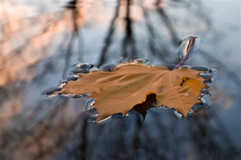 Maple Leaf On Top Of Calm Body Of Water At Daytime Hd Wallpaper