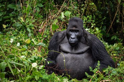 Gorillas In The Democratic Republic Of The Congo Kwafrika Travel