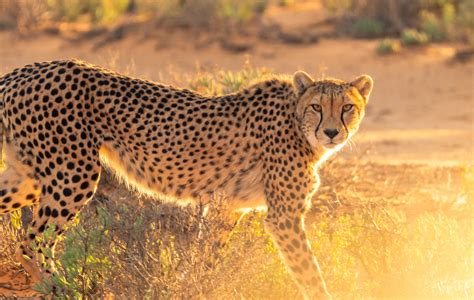 Cheetahs to be reintroduced to India, 70 years after going extinct