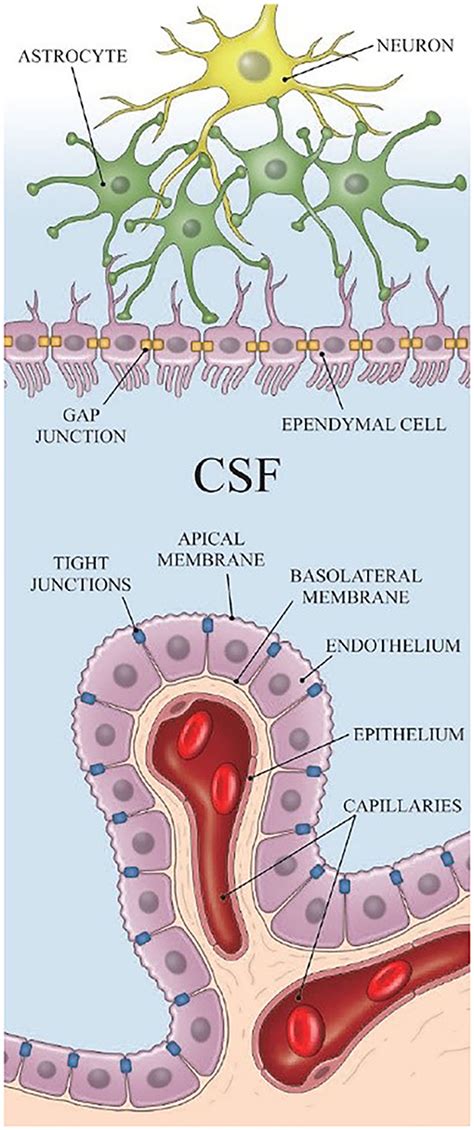 Frontiers Cerebrospinal Fluid Dynamics Along The Optic Nerve