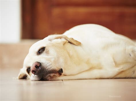 Don't want to lose half your vacation to an illness? Top 10 Signs Your Dog May Be Sick (and What You Can Do ...