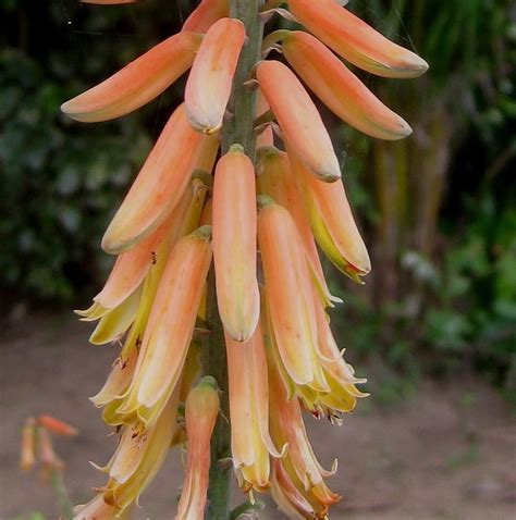 Fotos de la planta de sábila - DeAloeVera