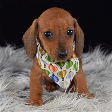 They will have papers and they will be crate trained. Dachshund Puppies for Sale in PA | Dachshund Puppy Adoptions