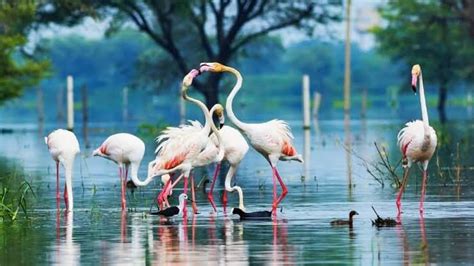 Keoladeo National Park A World Heritage Site