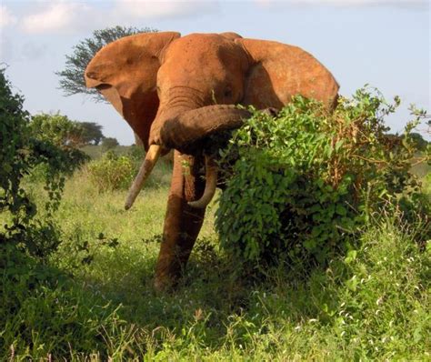 African Bush Elephant