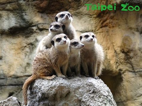 在動物園散步才是正經事 (joi dung mat yun saan bou choi si jing ging si). 以後免排隊買票!「台北動物園」電子化收費嗶一下就進場 | ETtoday旅遊雲 | ETtoday新聞雲