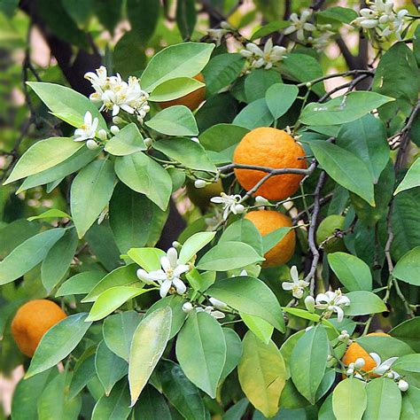 Orange Tree Orange Tree Orange Orange Blossom