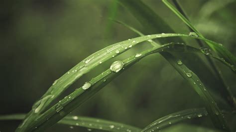 Online Crop Long Green Leaf Plant Plants Macro Water Drops Hd
