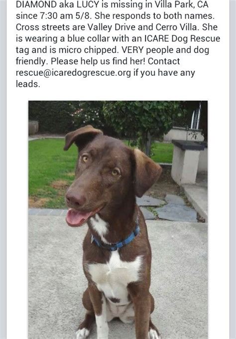 Orange county tourism orange county hotels orange county bed and breakfast orange county vacation rentals orange county packages flights to orange county orange county attractions orange county travel forum orange county united states. PLEASE HELP FIND LOST ICARE DOG IN ORANGE COUNTY CA ...