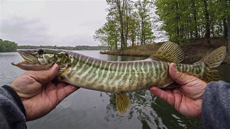 Top 6 Best Lures For Tiger Muskie A Detailed Review For You