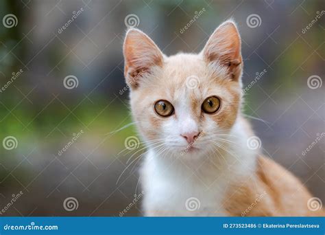 Orange Cat Outdoors Ginger Kitten View Natural Green Background