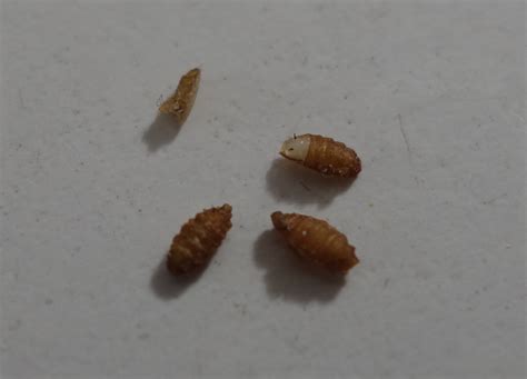 Unique 80 Of Dead Bed Bug Shells Bjsalas