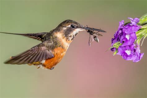 Bees may fly up to six miles in. Feeding Hummingbirds Insects