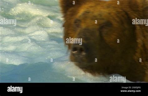 Grizzly Bear Portrait Stock Videos And Footage Hd And 4k Video Clips