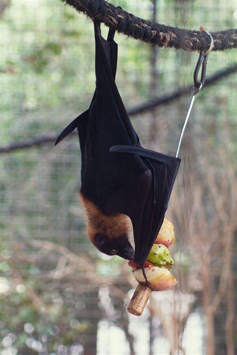10 Interesting Bat Facts That Are Fascinating And Will Amaze You