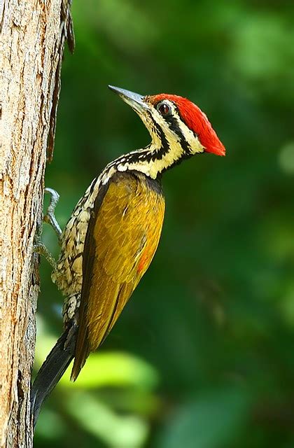 Common Flameback Woodpecker Dinopium Javanense Flickr Photo Sharing