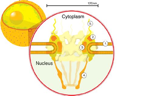 1 A Schematic Diagram Showing A Nuclear Pore The Cell Nucleus Is