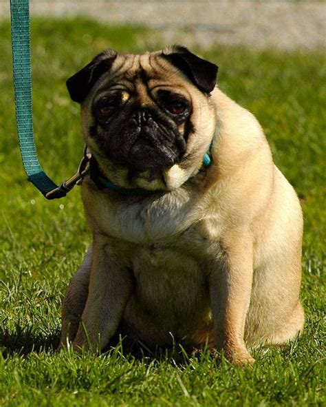 5 Fat Dog Breeds Pethelpful