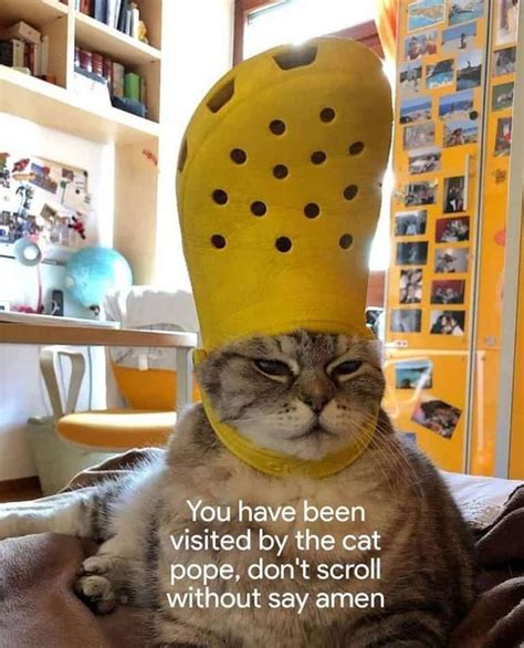 Cat Memes Of The Day 30 Pics Ep67 Animalmemes Catmemes