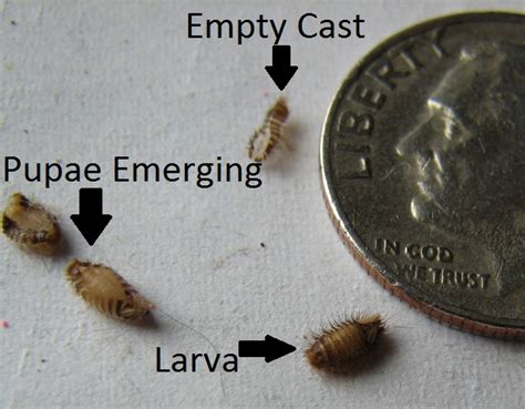 Carpet Beetle Life Cycle Two Birds Home