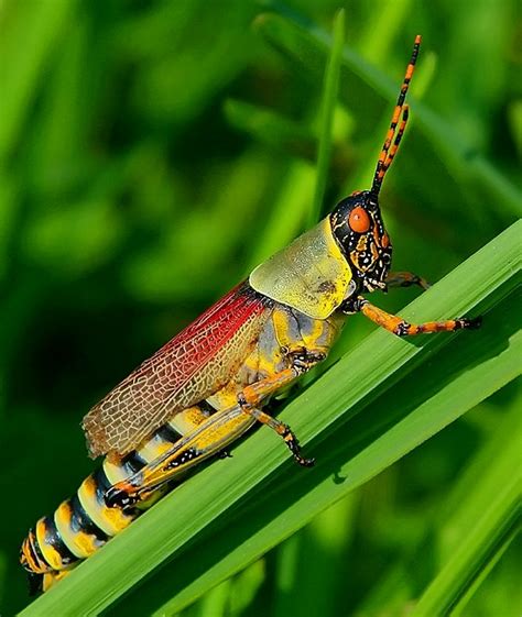 Tywkiwdbi Tai Wiki Widbee Psychedelic Grasshopper