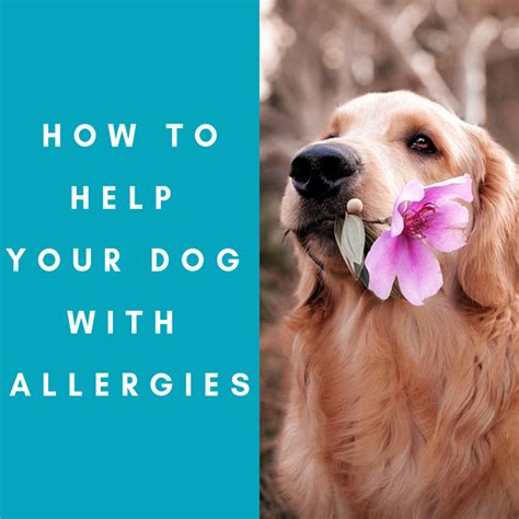 How Can You Help A Dog With Allergies