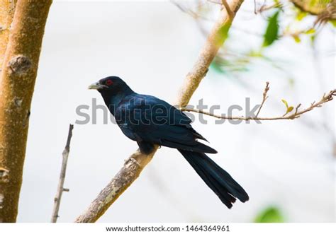 Koyal Indian Cuckoo Male On Tree Stock Photo 1464364961 Shutterstock